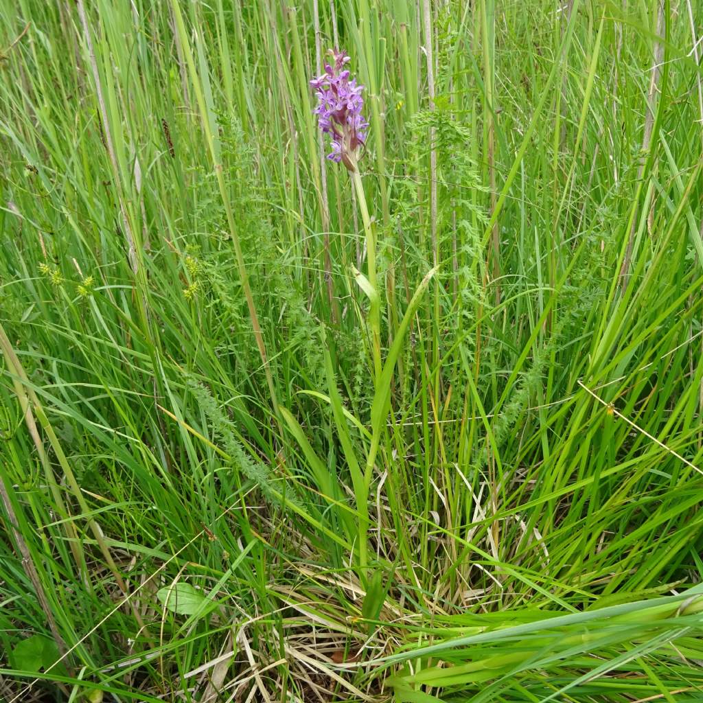 Dactylorhiza incarnata subsp. incarnata